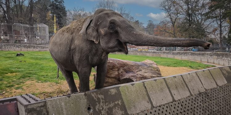 Grădina Zoologică Belgrad, escapadă de 150 km din Timișoara
